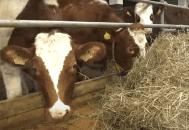 Датские коровы и российский трактор