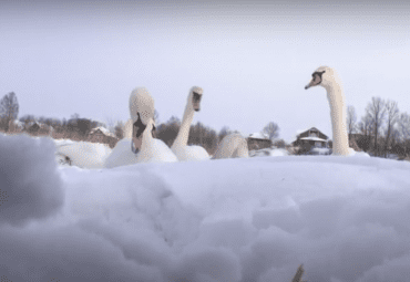 Лебеди остались зимовать в Витебске