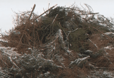 Правильно убрать елки