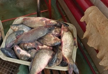 работники рыбхоза похитили 170 кг карпа, фото