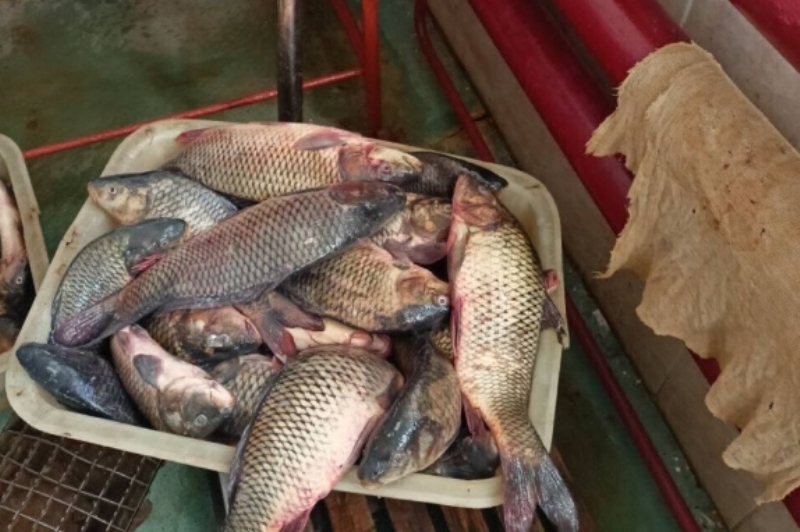 работники рыбхоза похитили 170 кг карпа, фото